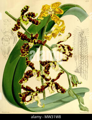 . Abbildung: Dimorphorchis lowii (oder Renanthera lowii). 1864. Walter Hood Fitch (1817-1892) del. et lith. Beschreibung von William Jackson Hooker (1785-1865) 163 Dimorphorchis lowii (Renanthera lowii) - Curtis '90 (Ser. 3 Nr. 20) pl. 5475 (1864) Stockfoto