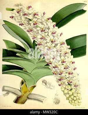 . Abbildung: Rhynchostylis gigantea (syn. Saccolabium giganteum). 1867. Walter Hood Fitch (1817-1892) del. et lith. Beschreibung von James Bateman (1811-1897) 520 Rhynchostylis gigantea (als Saccolabium giganteum) - Curtis '93 (Ser. 3 Nr. 23) pl. 5635 (1867) Stockfoto