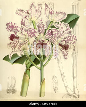 . Abbildung: Cattleya amethystoglossa. 1868. Walter Hood Fitch (1817-1892) del. et lith. Beschreibung von Joseph Dalton Hooker (1817 - 1911) 119 Cattleya amethystoglossa - Curtis '94 (Ser. 3 Nr. 24) pl. 5683 (1868) Stockfoto