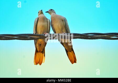 Zwei Vögel sitzen auf Draht und schauen sich gegenseitig in die Augen. Stockfoto