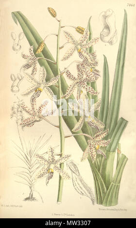 . Abbildung: Dipodium paludosum. 1896. M. S. del. (= Matilda Smith, 1854-1926), J. N. Fitch lith. (= John Nugent Fitch, 1840 - 1927) Beschreibung von Joseph Dalton Hooker (1817 - 1911) 164 Dipodium paludosum - Curtis' 122 (Ser. 3 Nr. 52) pl7464 (1896) Stockfoto