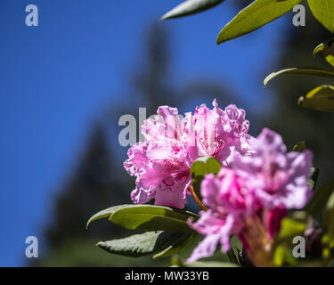 Eine blühende Rhododendron aalt sich in der warmen Morgensonne, Marion Gabeln, Oregon. Stockfoto