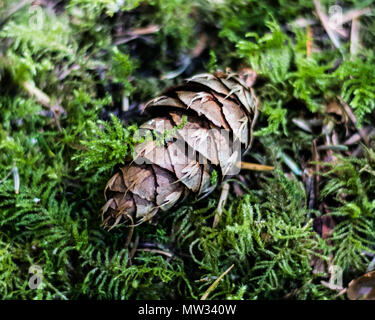 Eine Douglas Tannen Zapfen sitzt auf einem Bett aus Moos, auf einem Boulder, Marion Gabeln Campground, Oregon. Stockfoto