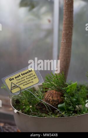 Warnschild an eine giftige Pflanze. Stockfoto