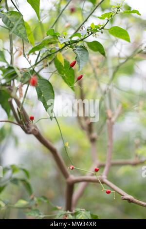 Ein Capsicum chacoense Anlage. Stockfoto