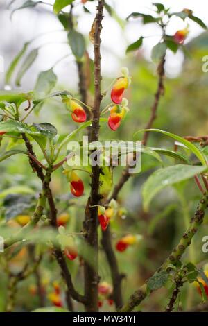 Eine Impatiens niamniamensis Anlage. Stockfoto