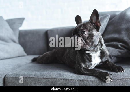 Lustige Frenchie Hund liegend auf grau Sofa Stockfoto