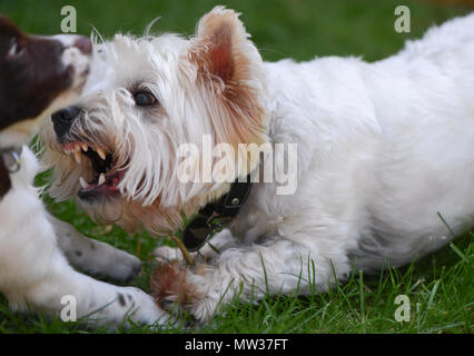 English Springer Spaniel 10 Wochen alten Welpen vergesellschaftet, indem ein West Highland Terrier. Der Terrier ist eine Warnung Knurren aber auf spielerische Art und Weise Stockfoto