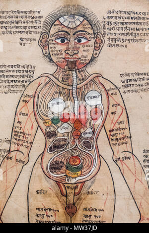 England, London, der Wellcome Collection, 18. Jahrhundert Nepali anatomische Aquarell Gemälde der Darstellung ayurvedische Mann Stockfoto