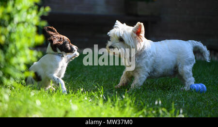 Ein English Springer Spaniel 10 Wochen alten Welpen vergesellschaftet durch Treffen und Spielen mit einem West Highland Terrier. Stockfoto