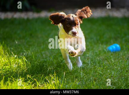 Ein Welpe English Springer Spaniel Läufe und Sprünge beim Spielen im Garten mit seinen Ohren flattern. Stockfoto
