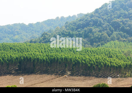 Grün Frühling Natur Richtung Mountain Top Landschaft blühende Stockfoto