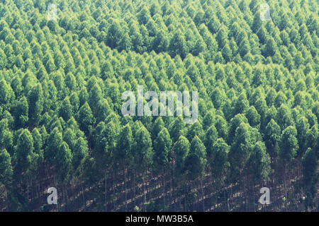 Grün Frühling Natur Richtung Mountain Top Hintergrund blühende Stockfoto