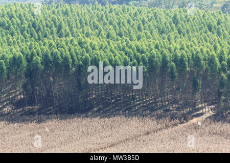 Grün Frühling Natur Richtung Mountain Top Hintergrund blühende Stockfoto