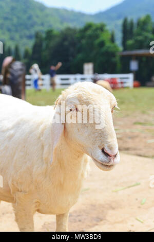 Weiße Schafe glücklich in der Farm. Stockfoto