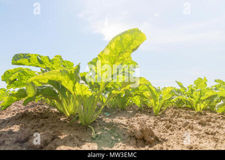 Zuckerrüben Feld. Grüne Zuckerrüben in den Boden. Stockfoto