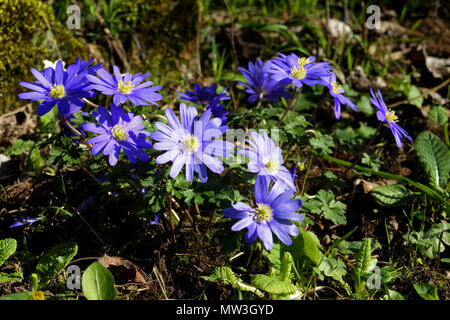 Anemone blanda Blumen (Glühbirne, Ranunculaceae) in einem Garten im Frühling (Suzanne Gemüsegarten, Le Pas, Mayenne, Pays de la Loire, Frankreich Stockfoto