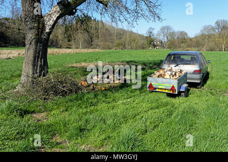 Perry birne Abzweig durch einen Sturm abgerissen. Ruckeln des Zweigs für Brennholz Stockfoto