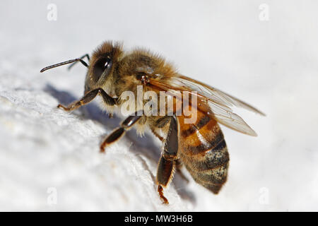 Honey Bee oder arbeitsbiene extreme Nahaufnahme Lat. Apis mellifera Kriechen auf ein weißes Tuch in Italien im Frühling Stockfoto