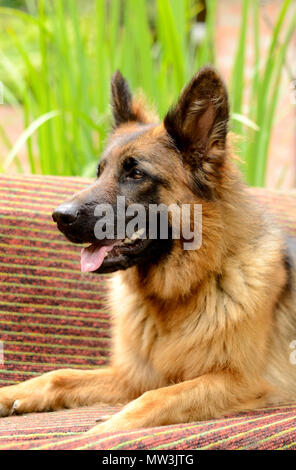 Junge flauschige Hund Rasse Deutscher Schäferhund liegend im Garten im Freien. Stockfoto