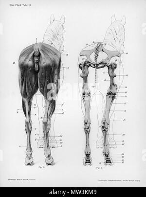 . Tier anatomische Gravur von Handbuch der Anatomie der Tiere for Germany" - Hermann Dittrich, Illustrator. 1889 und 1911-1925. Wilhelm Ellenberger und Hermann Baum 284 Pferd Anatomie posterioren anzeigen Stockfoto