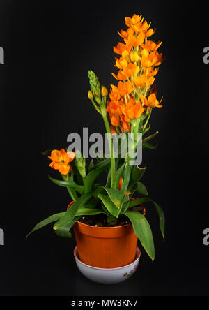 Einige Blumen von ornithogalum Dubium auf schwarzem Hintergrund Stockfoto