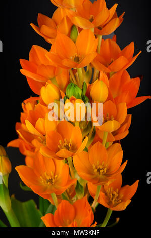 Einige Blumen von ornithogalum Dubium auf schwarzem Hintergrund Stockfoto