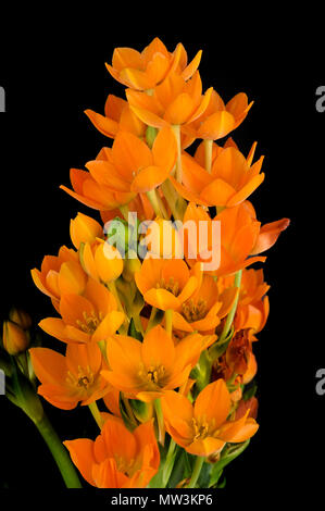 Einige Blumen von ornithogalum Dubium auf schwarzem Hintergrund Stockfoto