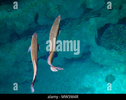 Exotic aquarium Hintergrund mit zwei silbernen arowana Fisch zusammen schwimmen, Schuß von der Oberseite Stockfoto