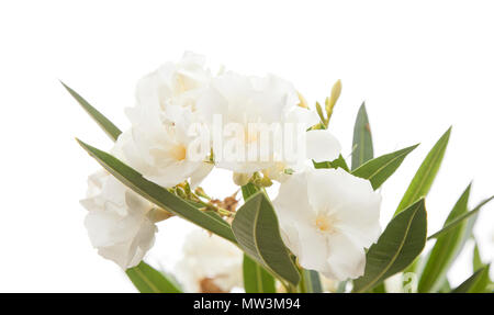 Weißer Oleander Blumen auf weißem Hintergrund Stockfoto