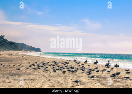 Person zu Fuß am Strand mit einem Schwarm Vögel in der Nähe von Malibu in Kalifornien Stockfoto