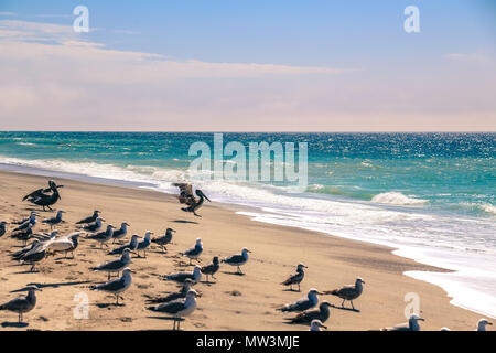 Vögel auf einem Strand Stockfoto