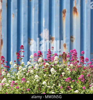 Rote und weiße Baldrian wächst wild auf Dungeness Strand mit einer blauen Container im Hintergrund von Fischern genutzt. Kent, UK. Stockfoto