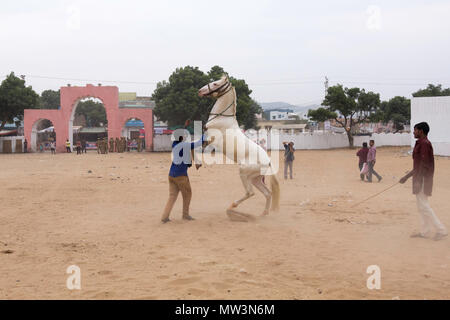 Grau Marwari Pferd Zucht im Stadion an der Pushkar Camel Fair, Rajasthan, Indien. Stockfoto