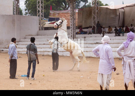 Grau Marwari Pferd Zucht im Stadion an der Messe Canmel Pushkar, Rajasthan, Indien. Stockfoto