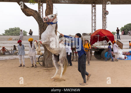 Grau Marwari Pferd Zucht im Stadion an der Pushkar Camel Fair, Rajasthan, Indien. Stockfoto