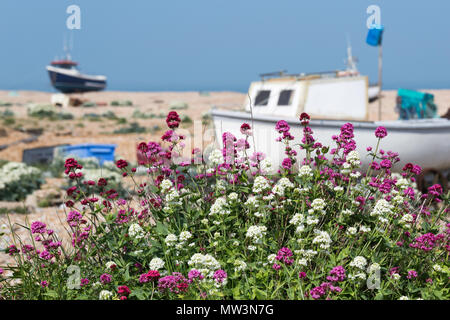 Rote und weiße Baldrian wächst wild in den Schindel auf Dungeness Strand, Kent, Großbritannien. Zwei Fischerboote sind im Hintergrund. Stockfoto