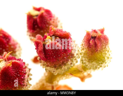 Flora von Gran Canaria - Mesembryanthemum crystallinum, gemeinsamen ice-Werk, eingebürgerte auf die Kanarischen Inseln, wo seine Samen von Aborigines Population verwendet wurden. Stockfoto