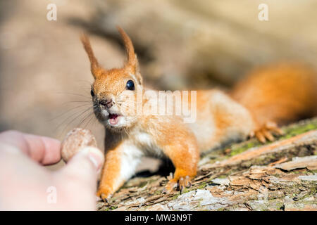 Nahaufnahme von Erwachsene Hand füttern Eichhörnchen Stockfoto