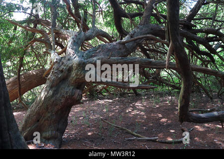 Eiben in Kingley Vale National Nature Reserve, West Sussex, England. Mai 2018 Stockfoto