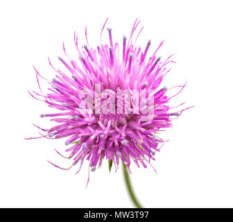 Distel Blume isoliert auf weißem Hintergrund Stockfoto