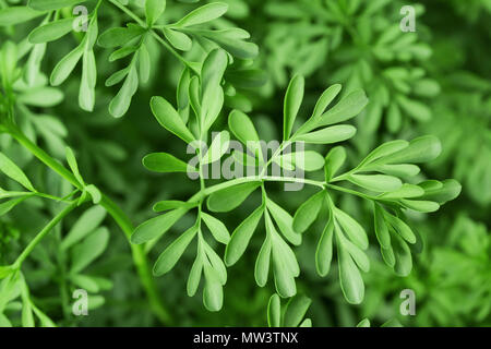 Grüne Kraut der Gnade (Ruta graveolens) Pflanze Stockfoto
