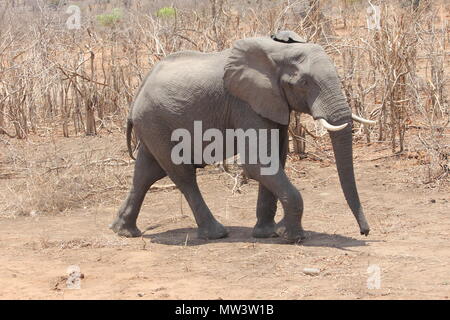 In trockenem Gras Elephant Stockfoto