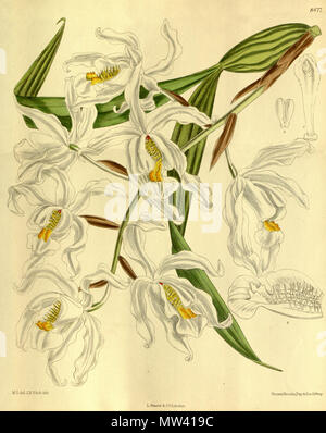 . Abbildung: Coelogyne cristata. 1913. M. S. del. (= Matilda Smith, 1854-1926), J. N. Fitch lith. (= John Nugent Fitch, 1840 - 1927) Beschreibung von R. A. Rolfe (1855-1921) 137 Coelogyne cristata - Curtis' 139 (Ser. 4 Nr. 9) pl. 8477 (1913) Stockfoto