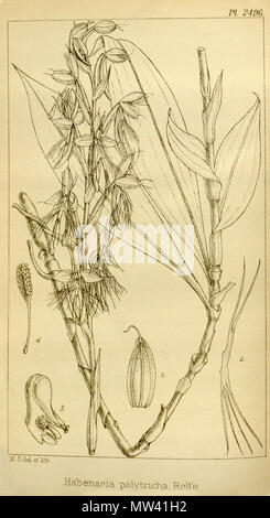 . Abbildung: Habenaria Polytricha. 1896. M. S. (wahrscheinlich = Matilda Smith, 1854-1926) del. et lith. Beschreibung von R. A. Rolfe (1855-1921) 262 Habenaria polytricha - Hooker's Icones Plantarum Vol. 25 pl. 2496 (1896) Stockfoto