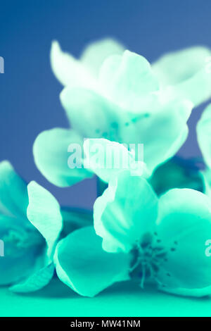 Apple Blüten über verschwommenen Hintergrund. Frühling Blumen kreative Infrarot makro Bild mit Bokeh. Flache Tiefenschärfe Stockfoto