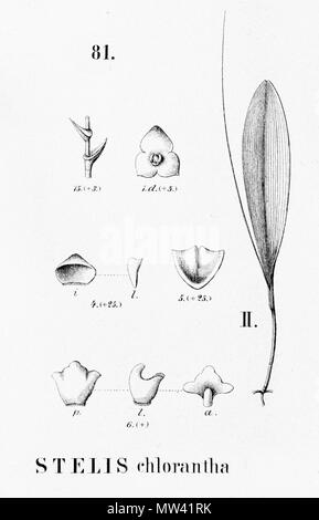 . Abbildung: monophyllorchis Modesta. 1896. Alfred Cogniaux (1841-1916) 575 Monophyllorchis chlorantha - Ausschnitt aus Flora brasiliensis 3-4-81 Abb. II. Stockfoto