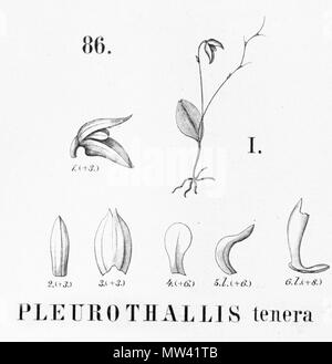 . Abbildung: Schmetterlinge tenera. 1896. Alfred Cogniaux (1841-1916) 489 Schmetterlinge tenera - Ausschnitt aus Flora brasiliensis 3-4-86 Abb. I Stockfoto