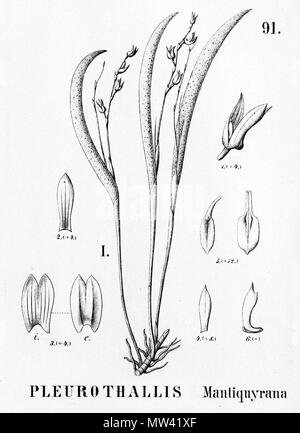 . Abbildung: Schmetterlinge mantiquyrana. 1896. Alfred Cogniaux (1841-1916) 489 Schmetterlinge mantiquyrana - Ausschnitt aus Flora brasiliensis 3-4-91 Abb. I Stockfoto