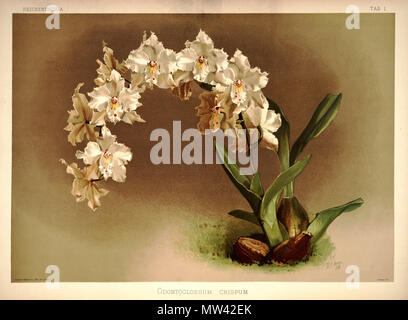 . Odontoglossum crispum. zwischen 1888 und 1894. H. Sotheran & Co., London (Editor) 219 Friedrich Sander - Reichenbachia ich Platte 01 (1888) - Odontoglossum crispum Stockfoto